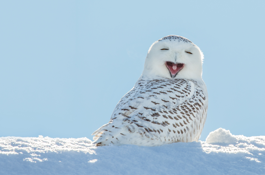 A snowy owl yawning. Conservationists think an abundance of lemmings and rodents are attracting these birds of prey to nesting grounds in western Sweden. (iStock)