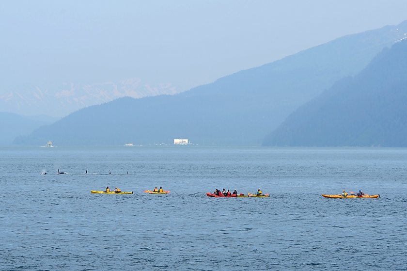 Kenai Fjords Wilderness Lodge guests view passing orcas while paddling with Sunny Cove Sea Kayaking at Fox Island on Tuesday afternoon, June 2015 in Resurrection Bay. (Erik Hill / Alaska Dispatch News)