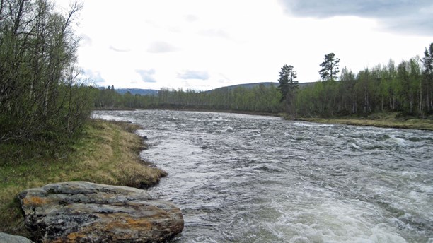 Rapids along the Vindel River. (Örjan Holmberg / Swedish Radio)