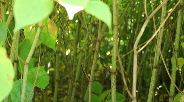 Japanese knotweed. (Josefin Patzauer/Sveriges Radio)