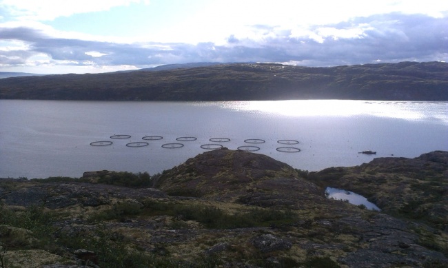 Aquaculture farms in the Kola Peninsula experience massive fish death (Photo: Bloger51.com)