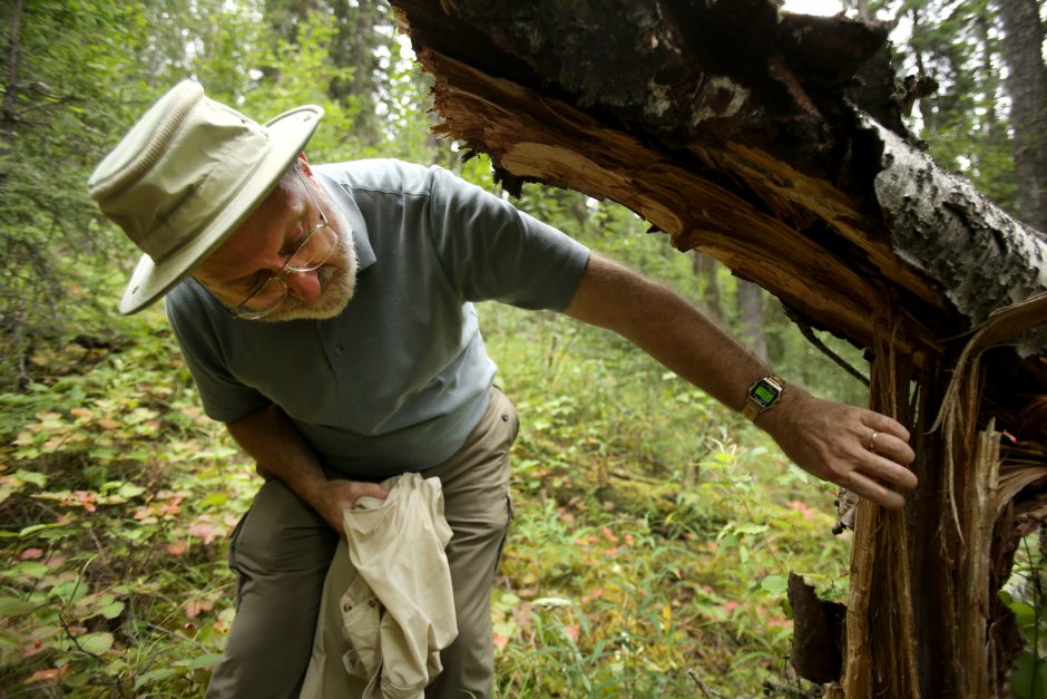 Glenn Juday, a forestry professor at the University of Alaska, Fairbanks talks about the spruce tree forests at Bonanza Creek near Fairbanks within a forestry study area on Monday Aug. 17, 2015. (Shelby Lum / Alaska Dispatch News)