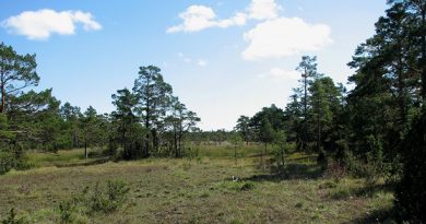 The Ojnare forest on northern Gotland. (Jonas Neuman/Sveriges Radio)