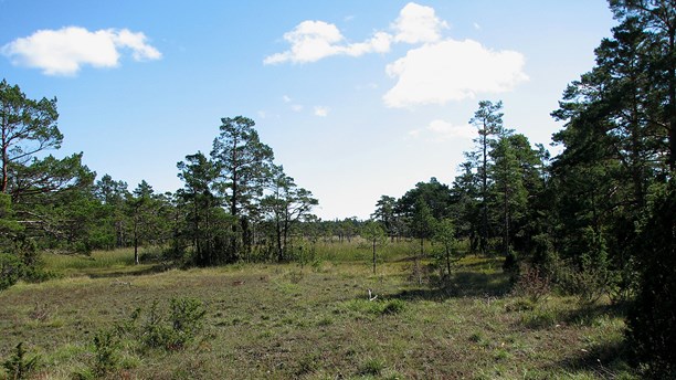 The Ojnare forest on northern Gotland. (Jonas Neuman/Sveriges Radio)