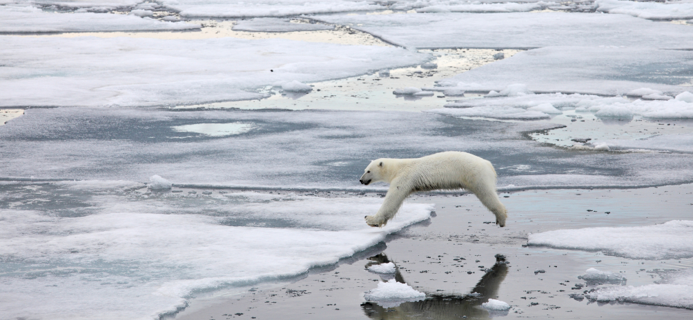 A polar bear in Franz Josef Land. Scientists worry the cancellation of a joint Norway-Russia polar bear inventory will negatively impact researchers' understanding of the region's animal population. (iStock)