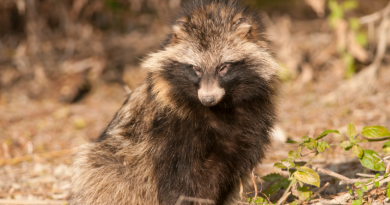 The raccoon dog spread to North Sweden from neighbouring Norway. (iStock)