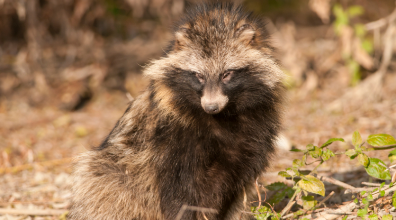 The raccoon dog spread to North Sweden from neighbouring Norway. (iStock)