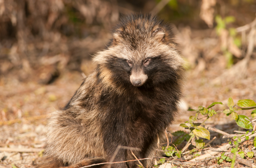 Science, politics and the 'dreaded' raccoon dog: Arctic week in Review –  Eye on the Arctic