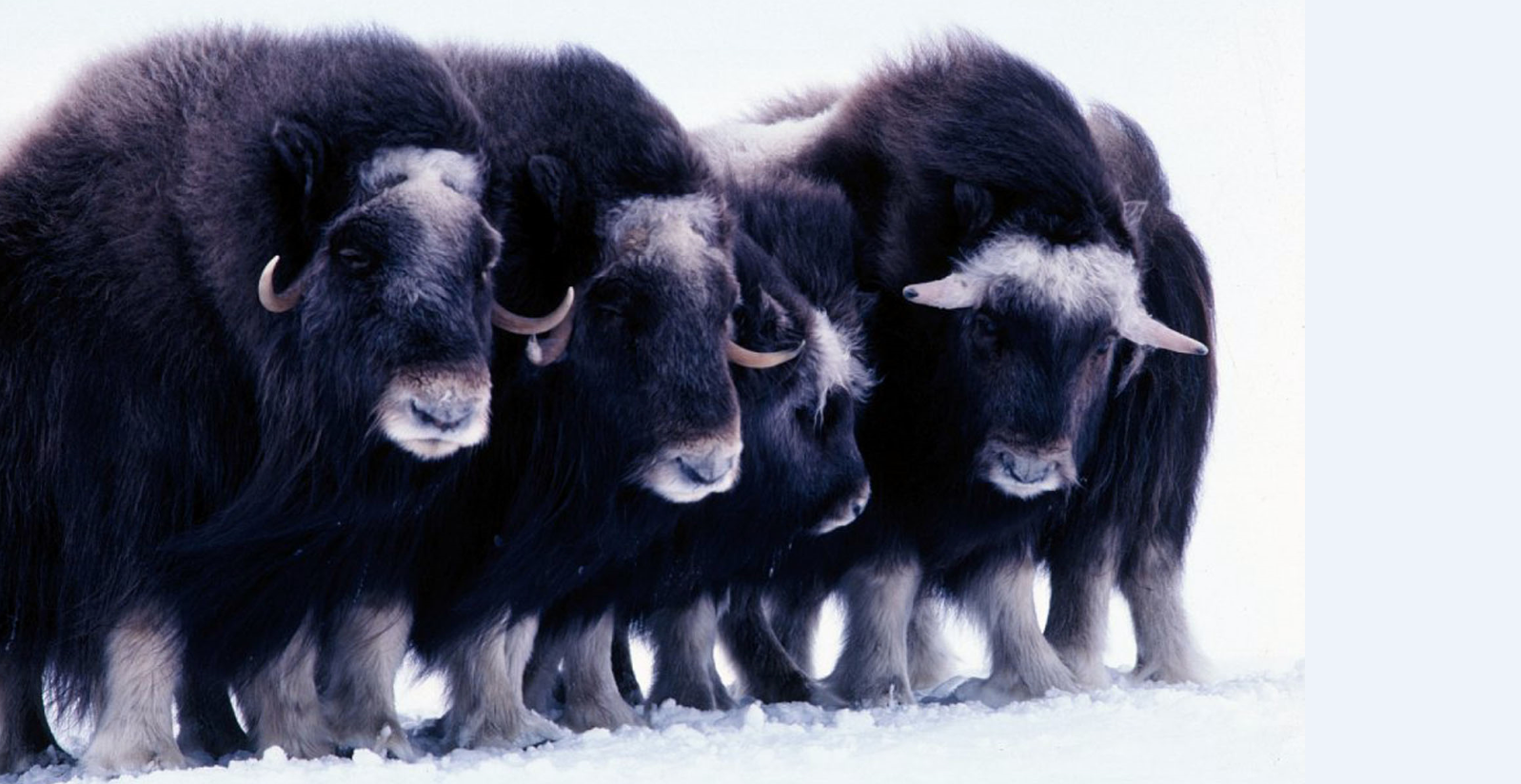 This week, the Alaska Department of Fish and Game issued an order allowing the harvest of muskox stranded on icefloes off western Alaska. (US Fish and Wildlife Service/Getty Images)