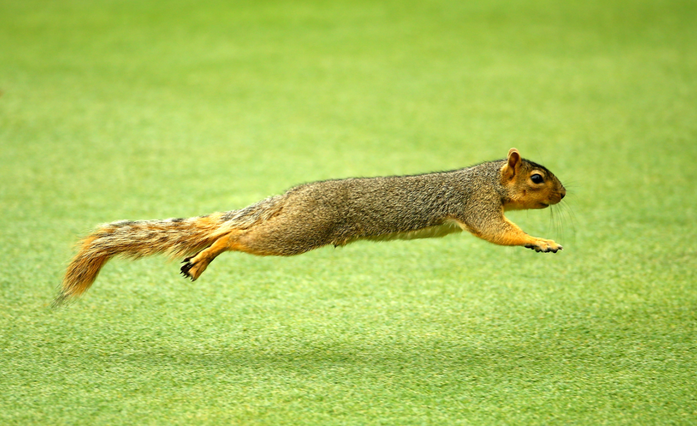 A new study suggests the changing climate may drive some boreal mammals to move to the Arctic tundra. (Richard Heathcote/Getty Images)