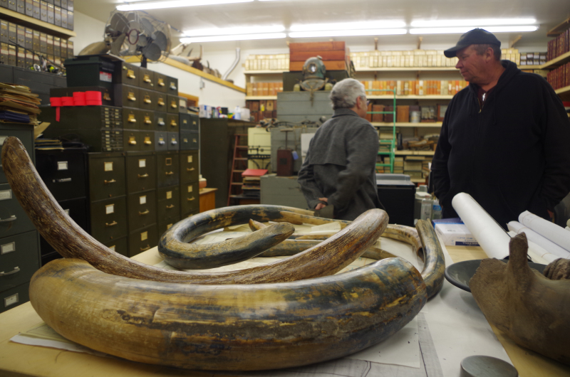 John Reeves (R) in his library with some mammoth tusks. (Mia Bennett)