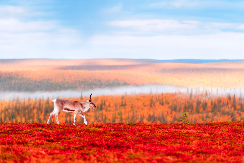 A reindeer in Finnish Lapland. (iStock)
