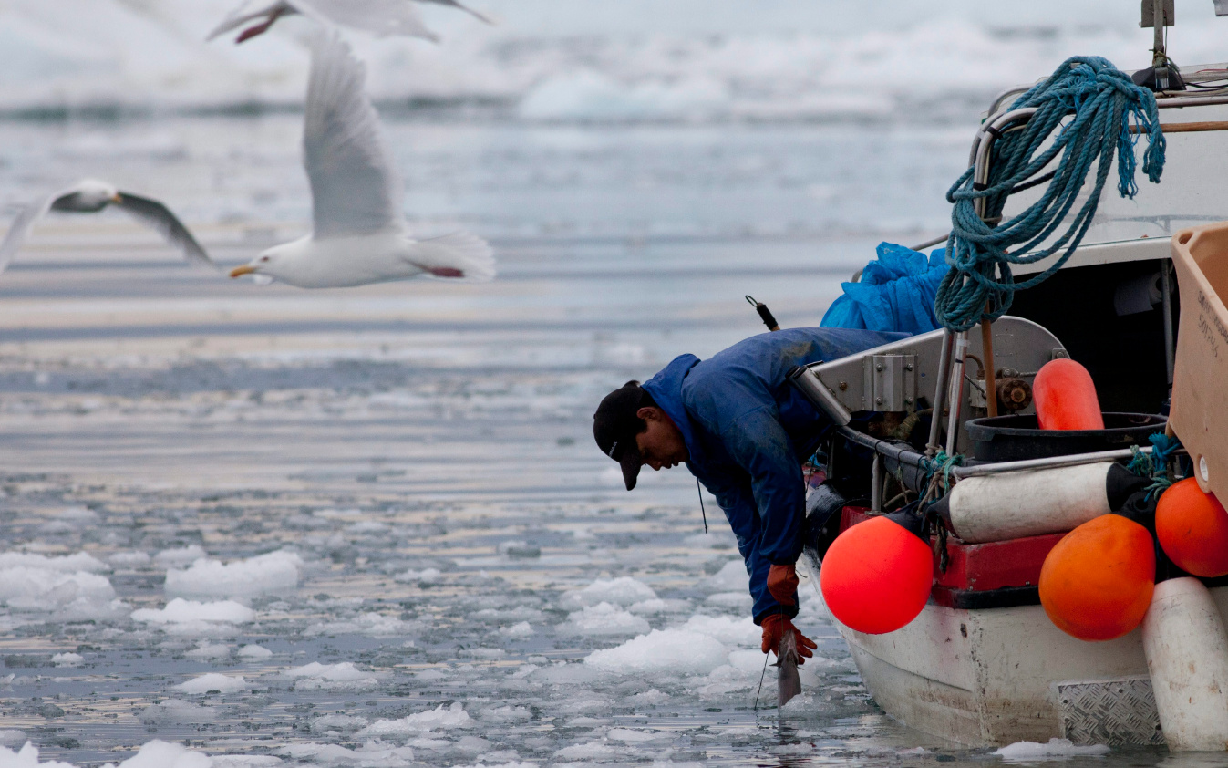An Inuit fisherman pulling a fish out of icy sea waters in Ilulissat, Greenland in 2011. (Brennan Linsley/AP)
