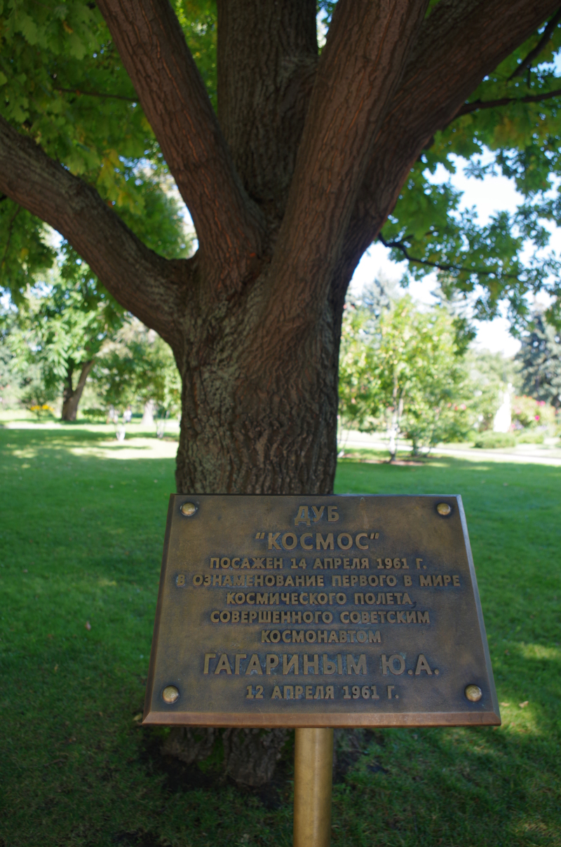 A tree named “Cosmos,” planted on April 14, 1961 – the day Gagarin became the first human (and first Soviet) in space. (Mia Bennett)