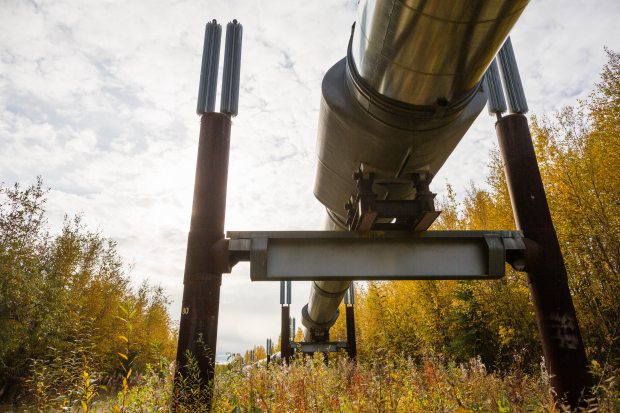 The Trans-Alaska Pipeline along the Elliot Highway north of Fairbanks on September 8, 2015. (Loren Holmes / Alaska Dispatch News)