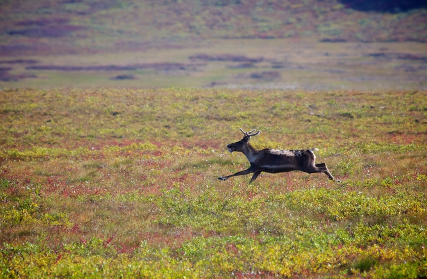 A caribou in Alaska. A panel in western Alaska representing the region’s caribou-dependent villages and other stakeholders appears to be preparing for new hunting limits. (iStock)