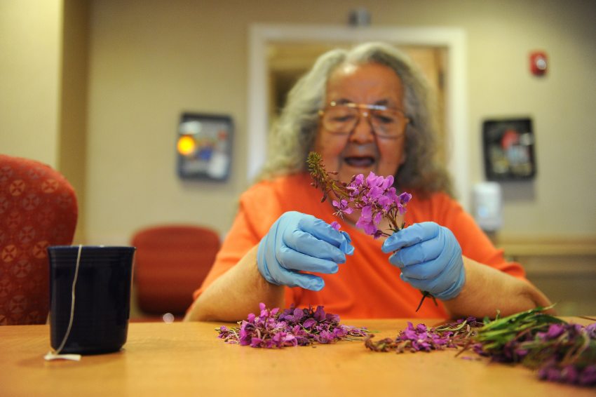 In this August 2014 file photo, Elder May Bernhardt picks fireweed blossoms off the stalks to make fireweed jelly at the Maniilaq Association elder care facility in Kotzebue. Food scarcity issues are more complex in rural Alaska, where traditional foods including wild fish, plants and game are a significant part of diets, says a new report on the subject from the Inuit Circumpolar Council Alaska. (Bob Hallinen / Alaska Dispatch News)