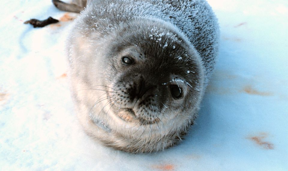 Saimaa seal pups thrive in ice and snow. (Yle)