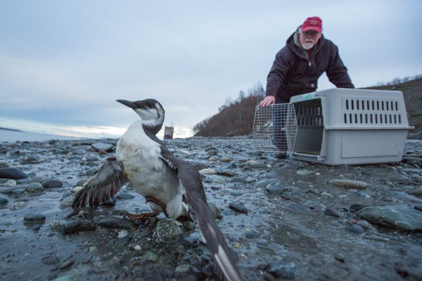 Bird TLC volunteer John Zarnetske releases a dozen common murres at Pt. Woronzof on Wednesday, December 30, 2015. The non-profit rehabilitation center has seen a large number of the seabirds in distress recently. (Loren Holmes/ Alaska Dispatch News)