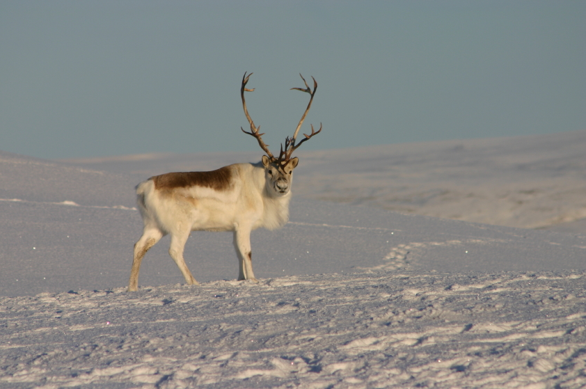 Significant ice storms in the mid-1990s contributed to the Peary caribou herd population decline. (iStock)