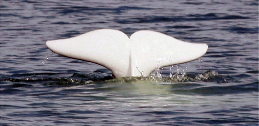 A beluga whale shows its tail in the St.Lawrence River near Tadoussac, Québec in 2006. Manitoba has released a plan to preserve the world's largest population of belugas while numbers of the white whales with the characteristic smiley face are still strong.(Jacques Boissinot/The Canadian Press)