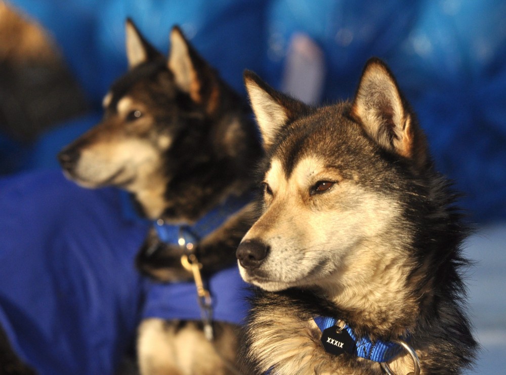 Willow, AK Iditarod musher Karin Hendrickson's swing dog Aberdeen and leader Chase keep an eye on things at the Takotna checkpoint during the 2011 Iditarod Trail Sled Dog Race on Wednesday, afternoon March 9, 2011. (Bob Hallinen/AP Photo/Anchorage Daily News)