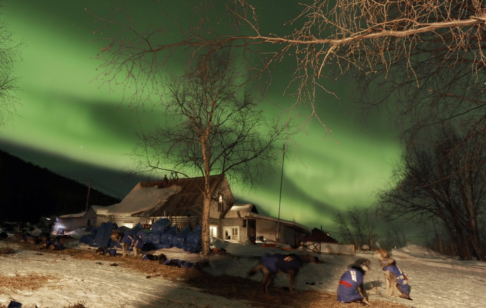 The aurora borealis, or northern lights, fill the sky above the Takotna, Alaska checkpoint as Karin Hendrickson's dogs rest during the Iditarod Trail Sled Dog Race on Wednesday, March 9, 2011. (Bob Hallinen/AP Photo/The Anchorage Daily News)