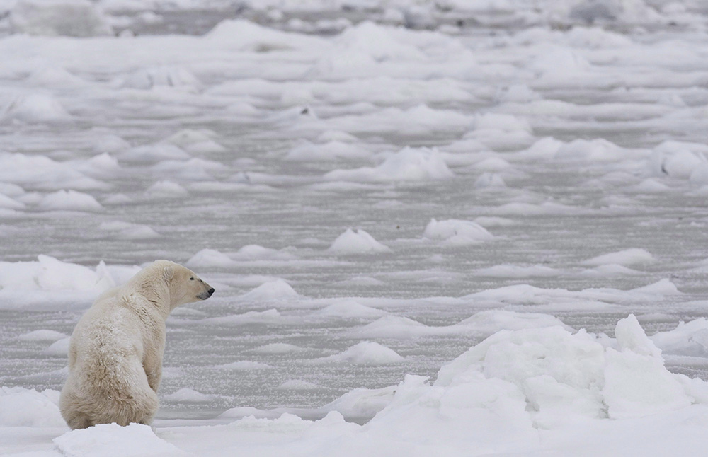 A polar bear looks towards Hudson Bay near Churchill, Man. Wednesday, Nov. 7, 2007. A new study suggests polar bears aren't harmed when they are tranquillized and handled by researchers. The matter is controversial in the North, where many Inuit believe that research injures the bears, leaves chemical residue in their bodies and shows disrespect to a culturally important animal.THE CANADIAN PRESS/Jonathan Hayward