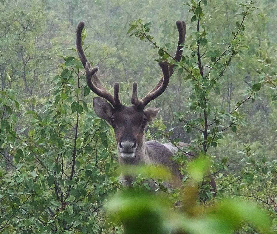 A recent study looks at why some migrating caribou ignore an Arctic Alaska mining road and others go out of their way to avoid it. (Becky Bohrer/AP)