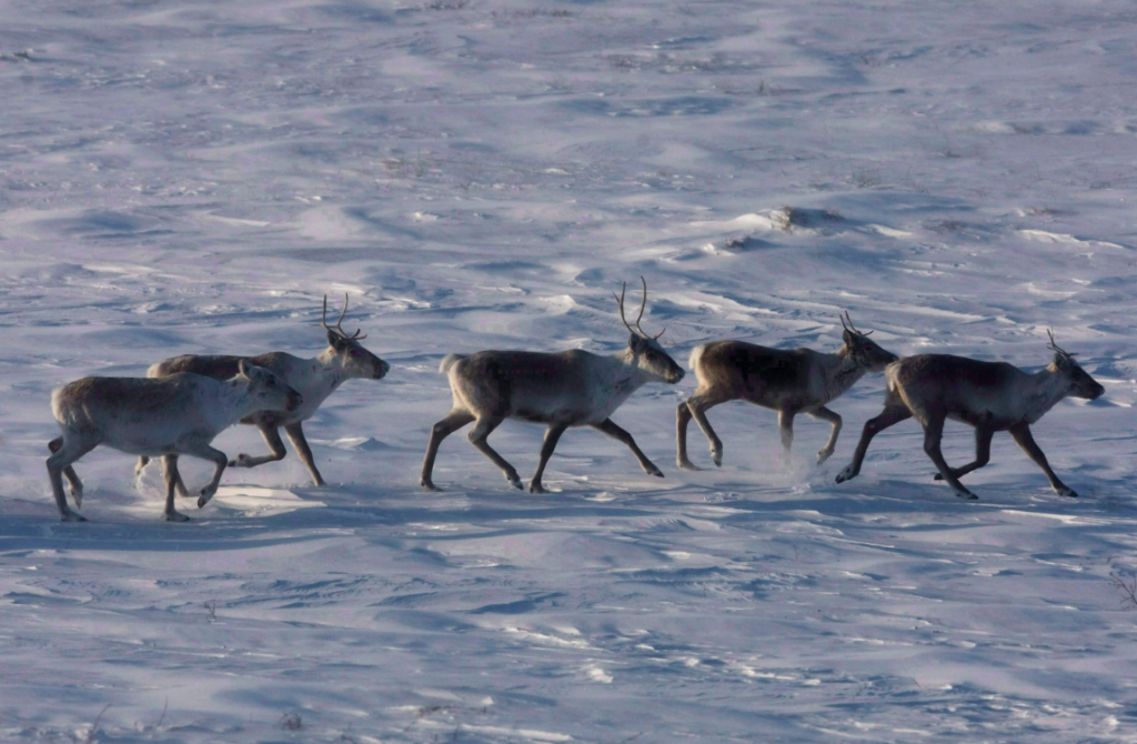 If current warming trends continue, even cold tundra soil will soon release more carbon in the winter than tundra plants remove in summer. (Nathan Denette/The Canadian Press)