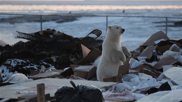 Polar bears are attracted to human waste in Arviat, NU while waiting for sea ice to form in the fall © Elizabeth Kruger/WWF-Canada