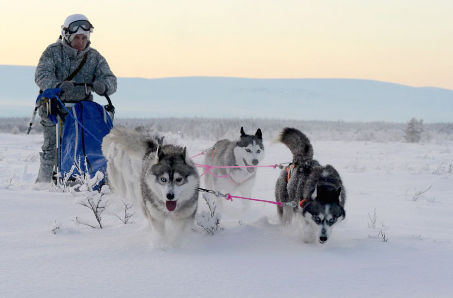 Russia's Arctic indigenous peoples advised the soldiers on taking care of dog teams and reindeer sleds says the Ministry of Defence. (Ministry of Defence)
