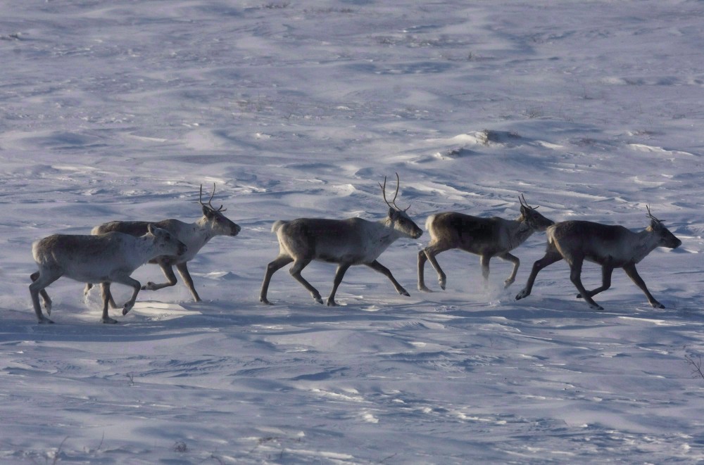 Wild caribou roam the tundra in Nunavut on March 25, 2009. Nathan Denette/THE CANADIAN PRESS