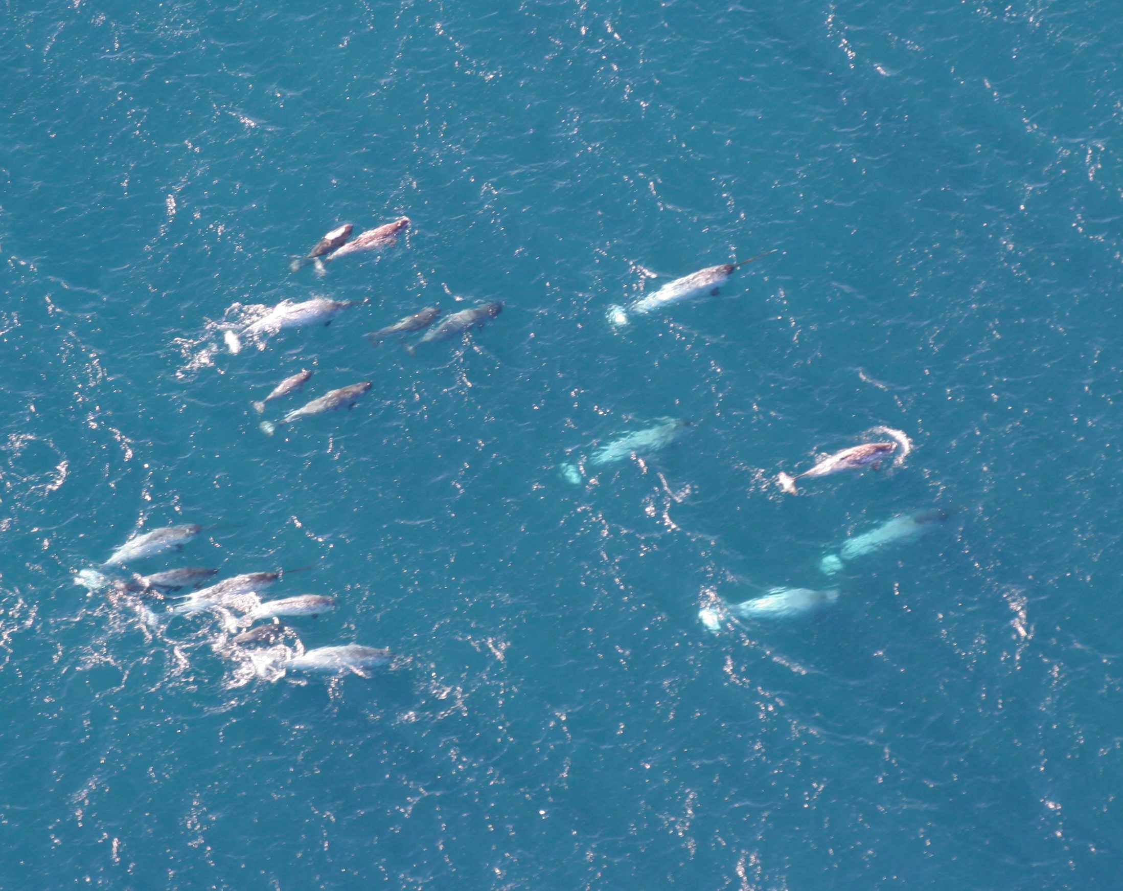 This photo released by the National Oceanic and Atmospheric Administration shows a pod of narwhals from northern Canada on Aug. 19, 2005. (Kristin Laidre/NOAA/AP)