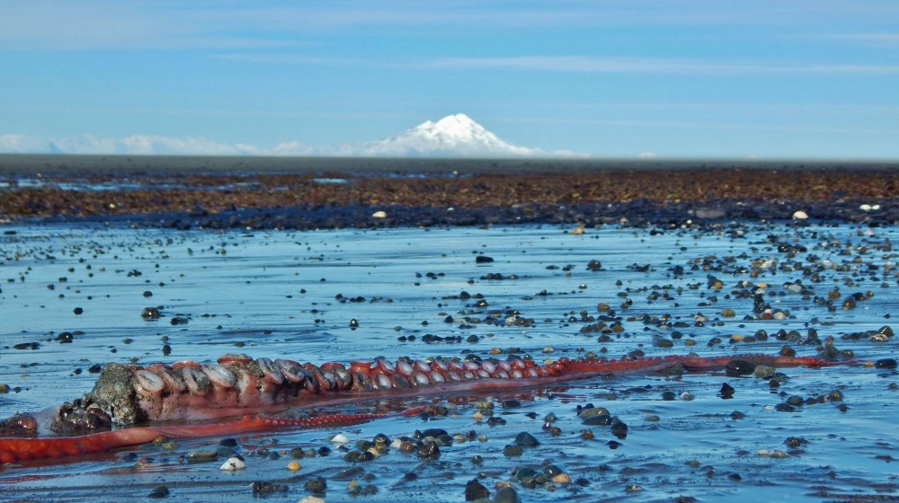 Homer, Alaska, resident Ginger Frizzle discovered this large tentacle on a beach near Kenai Peninsula town on Wednesday, March 2, 2016. An area biologist said he believes the animal part belonged to a giant red octopus, a common species in Cook Inlet and the Gulf of Alaska. Photo courtesy of Ginter Frizzle/Facebook.