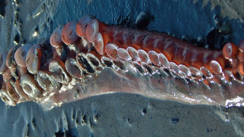 Homer, Alaska, resident Ginger Frizzle discovered this large tentacle on a beach near Kenai Peninsula town on Wednesday, March 2, 2016. An area biologist said he believes the animal part belonged to a giant red octopus, a common species in Cook Inlet and the Gulf of Alaska. Photo courtesy of Ginter Frizzle/Facebook.