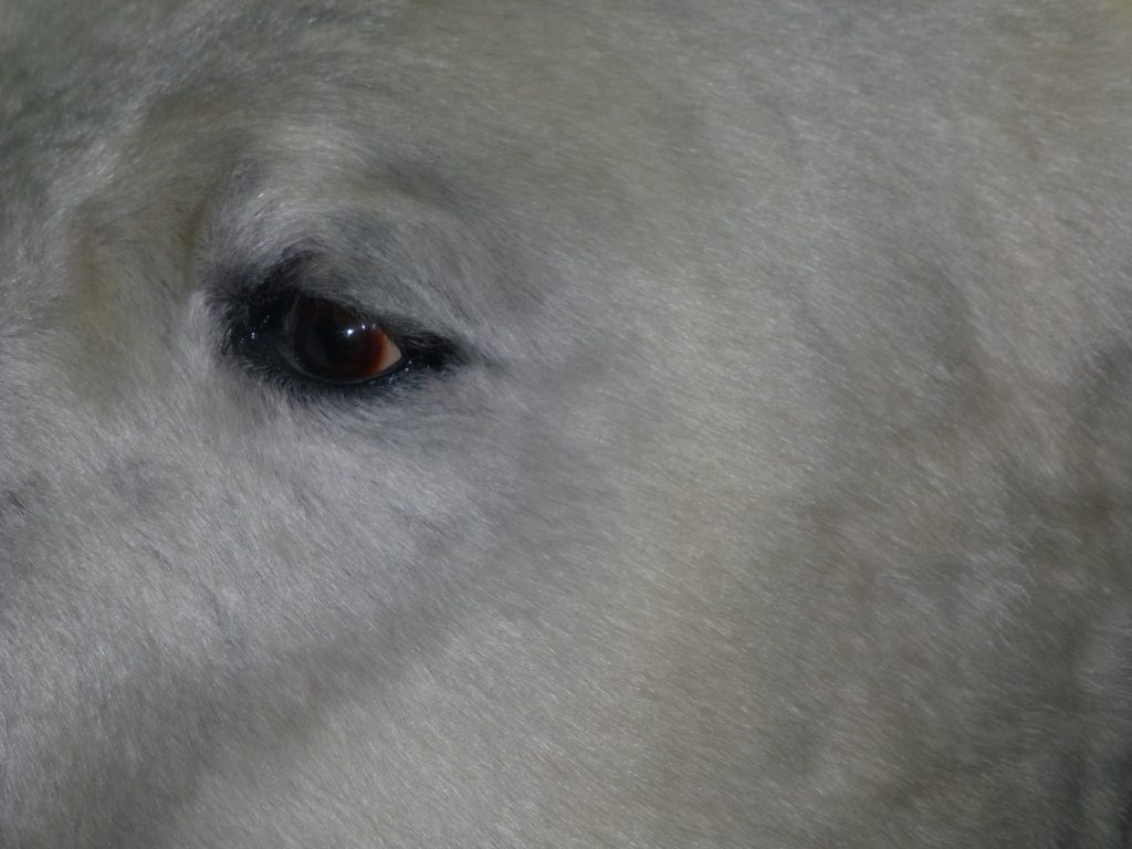 Keeping a wary eye on the politicians. Photo: I.Quaile