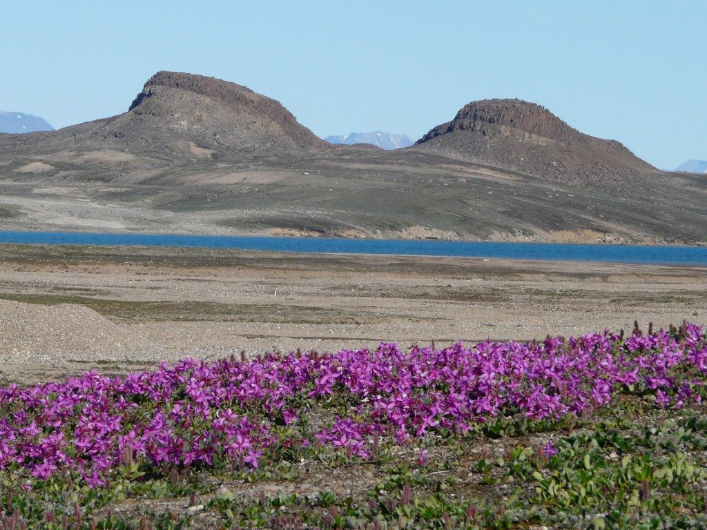 Greenland. Will the Arctic summer soon be longer? (Irene Quaile/ Deutsche Welle)