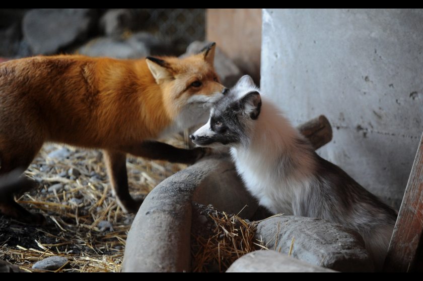 Storm, the marbled red fox, spent its first day in the enclosure with Jade, the red fox, at the Alaska Wildlife Conservation Centre in Portage, Alaska. Photo: Bob Hallinen/ADN