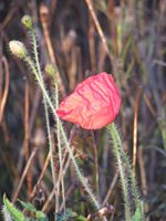 This poppy was growing near my home at Christmas. (Photo: Irene Quaile)