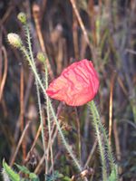 This poppy was growing near my home at Christmas. (Photo: Irene Quaile)