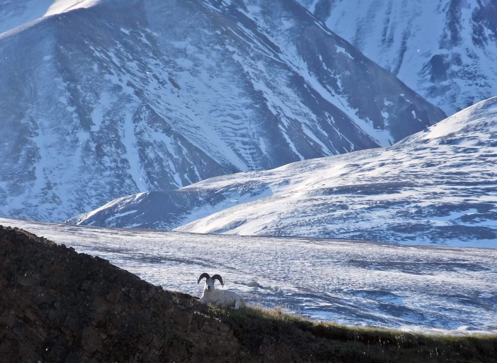 A Dall sheep lounges on a ridge line, Wednesday, Sept. 2, 2015, in Denali National Park and Preserve, Alaska. Becky Bohrer/AP Photo