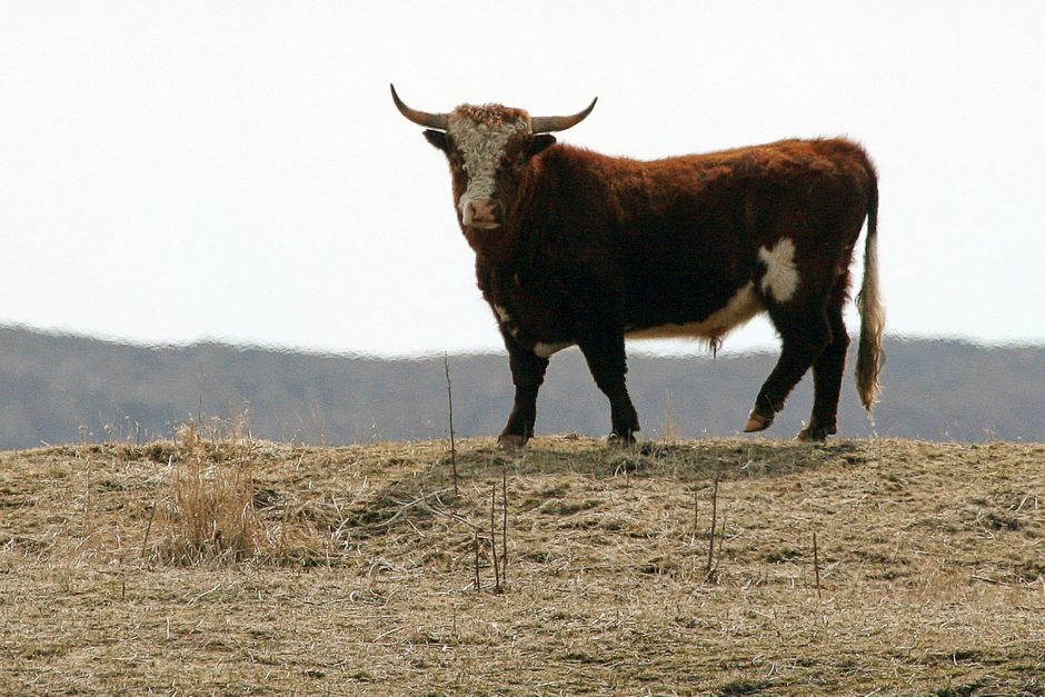 alaska wild cattle 01 (1)