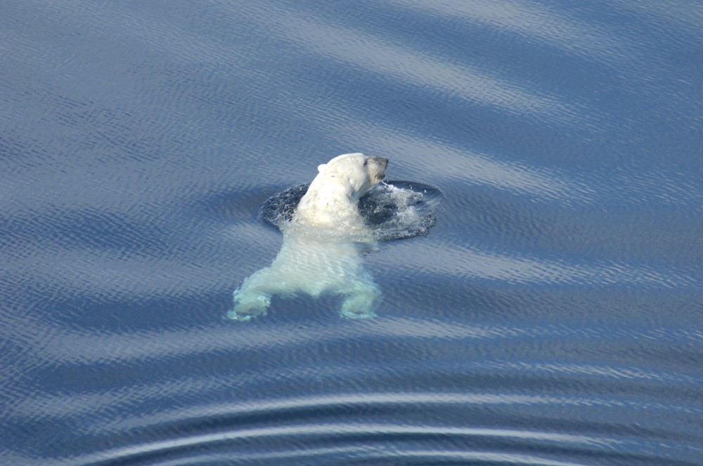 Polar bear swimming in the Beaufort Sea, near Tuktoyaktuk, NWT, Canada April 27, 2009. Photo: A.E. Derocher, Univ. of Alberta 