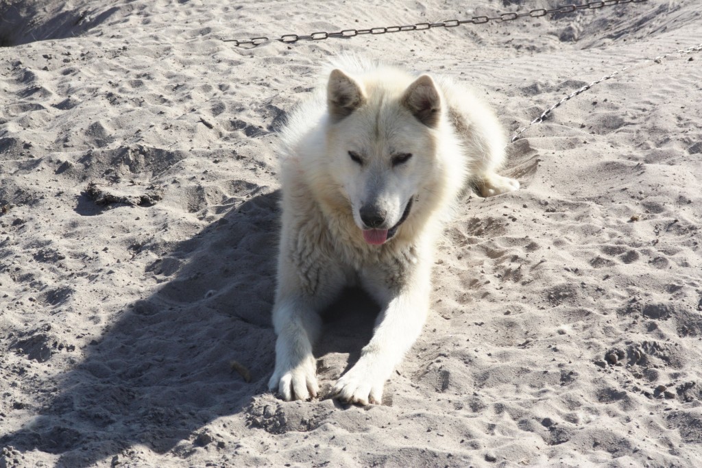 Too hot for huskies? Photo: Irene Quaile, Greenland
