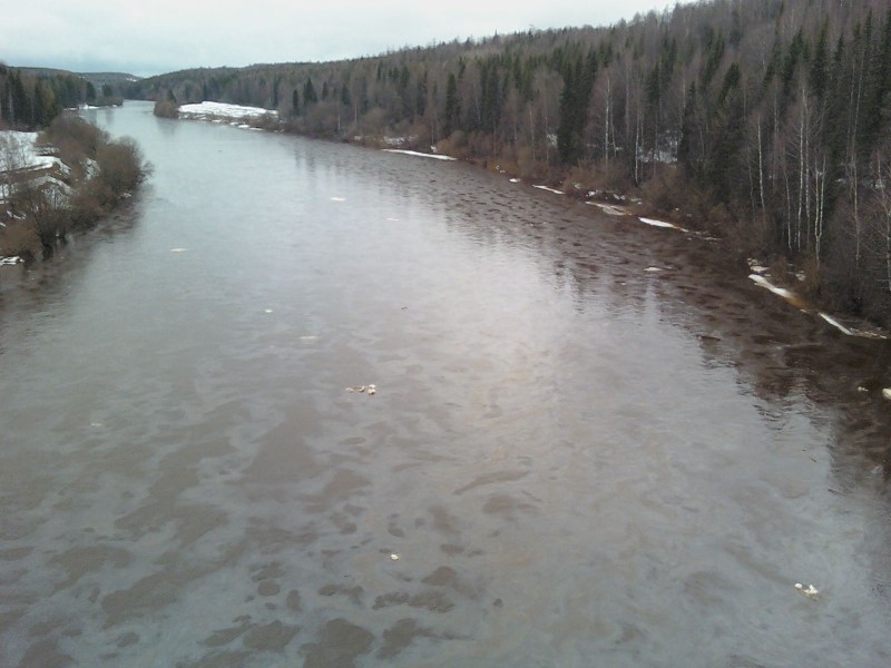 A thin layer of oil can be seen on the surface of Izhma River. Photo: Greenpeace Russia