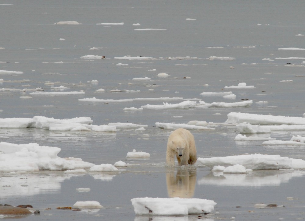 Polar bear walking onshore along the coast of Hudson Bay near Churchill, Manitoba, autumn 2012. Photo: A.E. Derocher/Univ Alberta