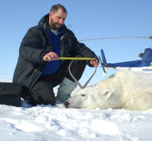 Professor A.E. Derocher (PhD) taking measurements from a polar bear in the Beaufort Sea near Tuktoyaktuk, NWT, Canada April 25, 2009. Photo: University of Alberta