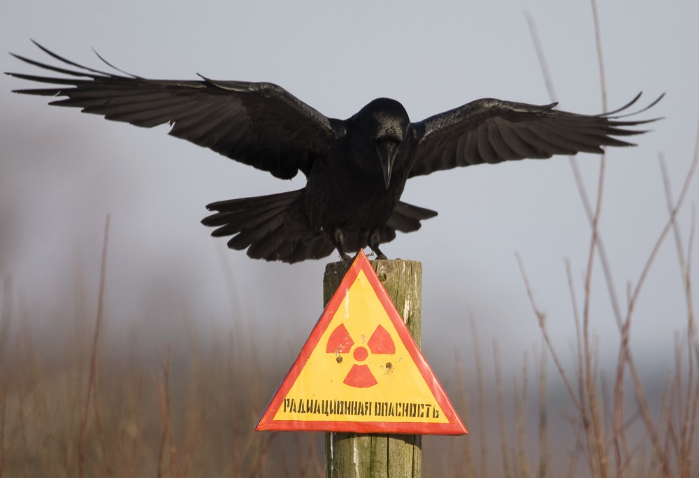 A raven stretches its wings as it sits on a post inside the 30 km (18 miles) exclusion zone around the Chernobyl nuclear reactor near the village of Babchin, some 370 km (217 miles) southeast of Minsk, December 23, 2009. The sign reads: "Radiation hazard". Vasily Fedosenko /REUTERS