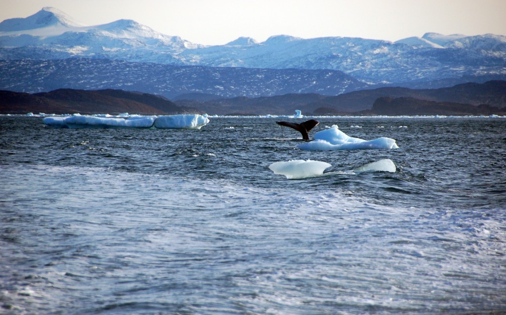 A whale dives into sea off the coast of Greenland's capital Nuuk October 17, 2012. Alistair Scrutton /REUTERS